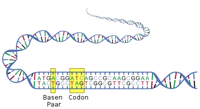 Darstellung der DNA-Basispaare und Codone